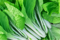 Pak Choi Cabbage Seeds - White Stem Baby Bok Choy - Non-GMO Vegetable Seeds - Brassica rapa subsp. chinensis