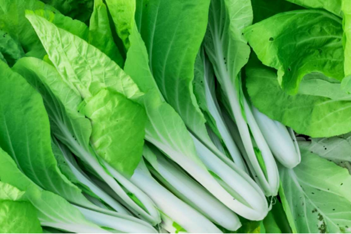 Pak Choi Cabbage Seeds - White Stem Baby Bok Choy - Non-GMO Vegetable Seeds - Brassica rapa subsp. chinensis