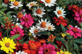 Zahara Double Brilliant Mix Zinnia Seeds – 100+ Hybrid Fully Double Blooms, Disease-Resistant, Pollinator & Cut Flower Garden Seeds