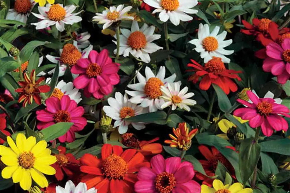 Zahara Double Brilliant Mix Zinnia Seeds – 100+ Hybrid Fully Double Blooms, Disease-Resistant, Pollinator & Cut Flower Garden Seeds