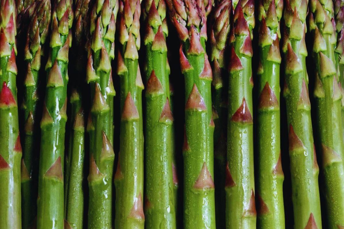 Mary Washington Asparagus Seeds | Non-GMO Vegetable Seeds | Perennial Asparagus Officinalis for Home Gardens
