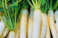 Daikon Radish Seeds Heirloom Non-GMO Large White Variety Raphanus sativus