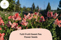 Tutti Frutti Sweet Pea Seeds | Mixed Color Annual Climbing Vine | Lathyrus odoratus Garden Planting (50+ Seeds)