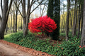 Burning Bush Live Plants 12-18" Euonymus alatus Red Fall Foliage Shrub for Landscaping