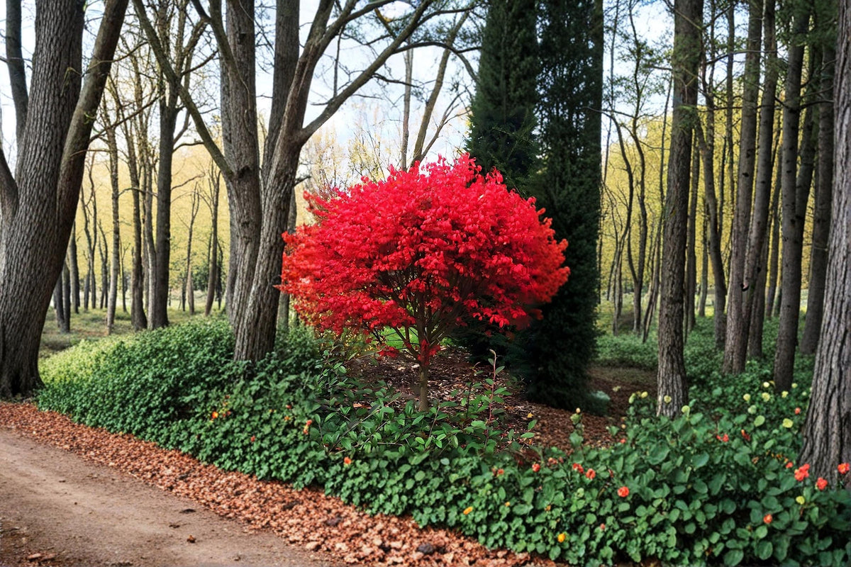 Burning Bush Live Plants 12-18" Euonymus alatus Red Fall Foliage Shrub for Landscaping