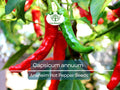 30 Seeds Anaheim Hot Pepper (Capsicum annuum) – Mildly Spicy Long Peppers for Gardening, Salsas, Grilling, and Harvesting