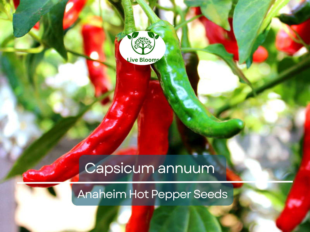 30 Seeds Anaheim Hot Pepper (Capsicum annuum) – Mildly Spicy Long Peppers for Gardening, Salsas, Grilling, and Harvesting
