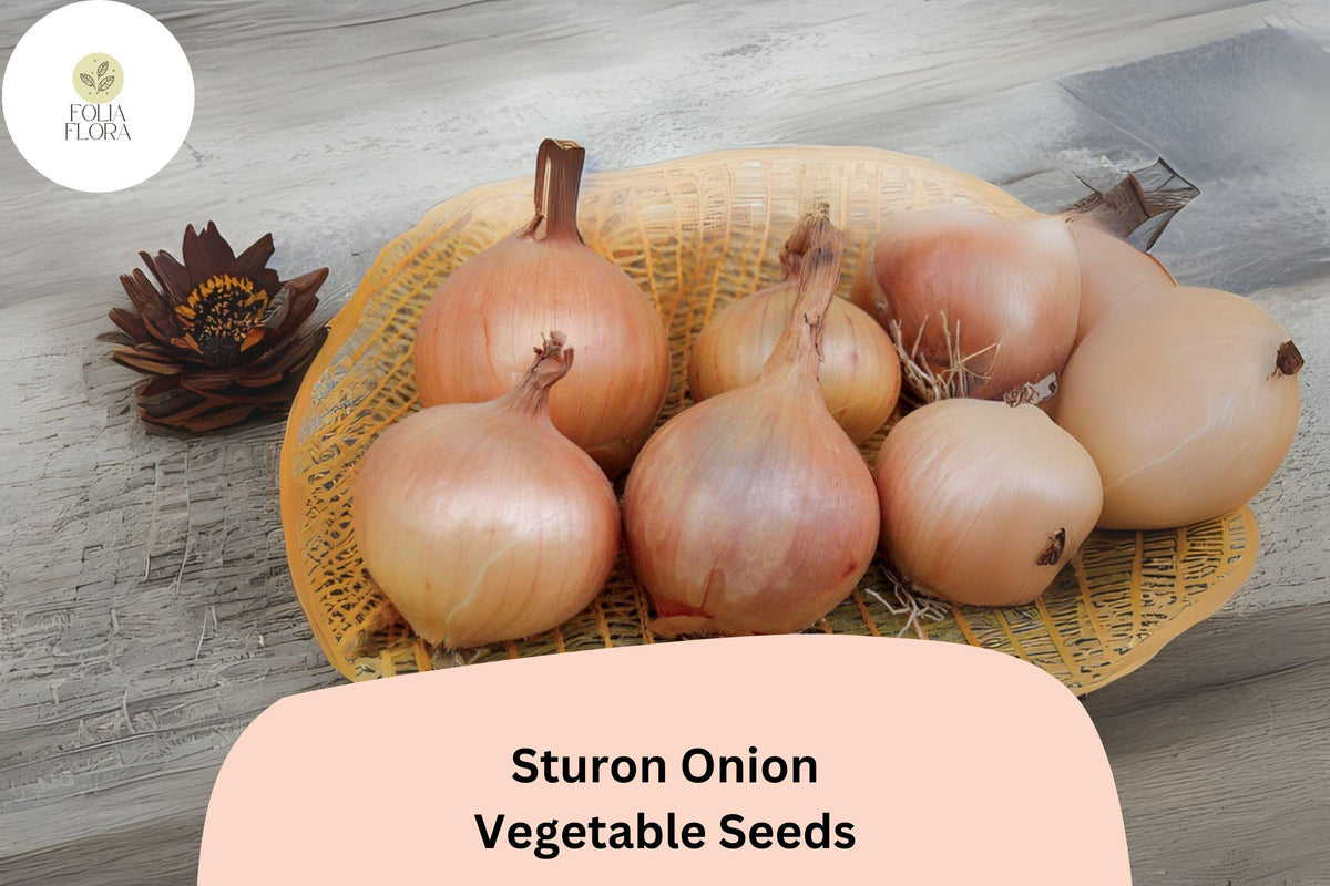 500+ Sturon Onion Seeds - Heirloom Yellow Storage Onion Allium cepa for Garden & Market Planting