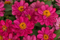 100+ Profusion Double Hot Cherry Zinnia Seeds – Bright Pink Blooms, Easy to Grow, Pollinator-Friendly, USA Grown, Annual Flower Seeds