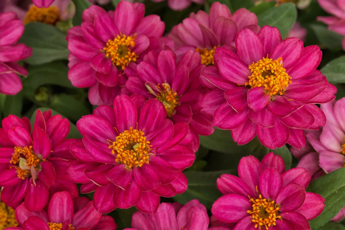 100+ Profusion Double Hot Cherry Zinnia Seeds – Bright Pink Blooms, Easy to Grow, Pollinator-Friendly, USA Grown, Annual Flower Seeds