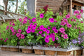 Petunia Seeds – Shanin Wild Petunia, Violet-Purple Blooms, Heirloom Annual, Easy to Grow, 100 Seeds