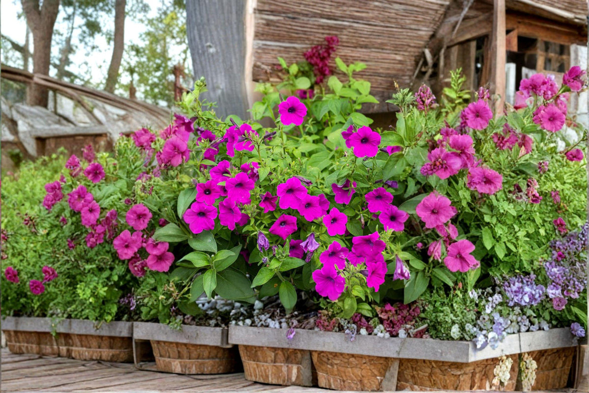 Petunia Seeds – Shanin Wild Petunia, Violet-Purple Blooms, Heirloom Annual, Easy to Grow, 100 Seeds