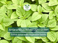 500 Edible Amaranth Seeds – Amaranthus White Light Green, Nutritious Leafy Green for Gardening & Culinary Use
