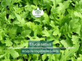 700 Seeds Arugula (Eruca sativa) – Non-GMO Heirloom Organic Salad Greens for Home Garden, Container, and Organic Farming