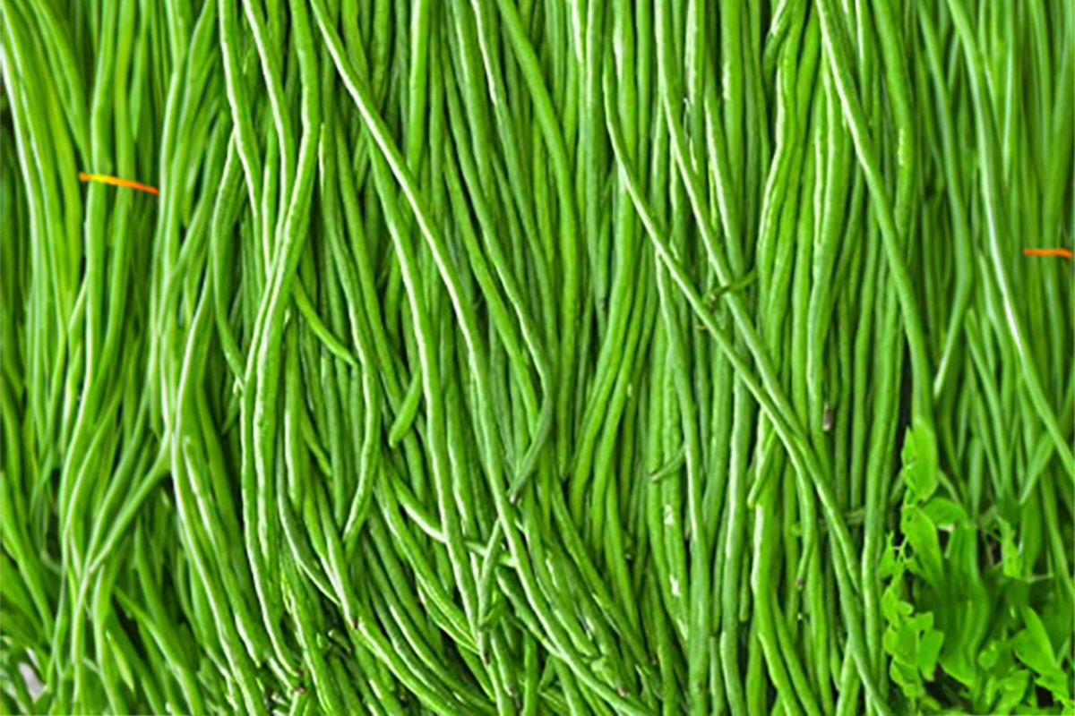 Yardlong Bean Seeds | Non-GMO Asparagus & Snake Bean | Vigna unguiculata Subsp. Sesquipedalis