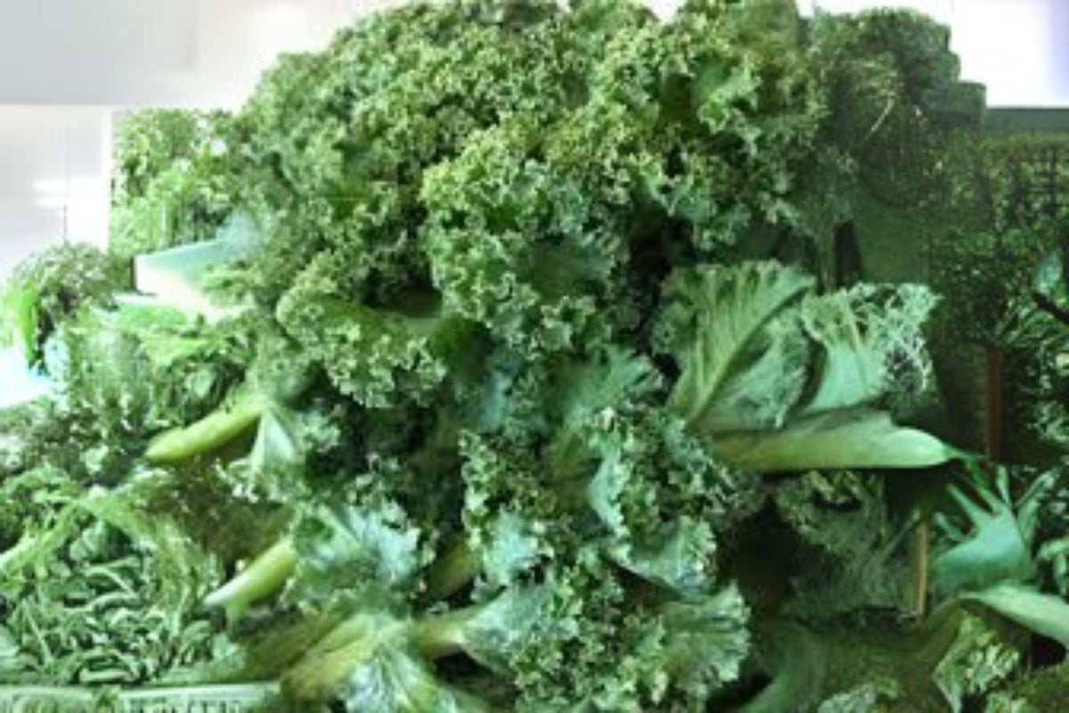 Dwarf Blue Curled Scotch Kale Seeds – Heirloom Brassica oleracea, Blue-Green Curly Leaves, 350 Seeds for Salads & Sautés