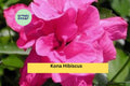Kona Hibiscus Live Plant | Small Rooted Starter | Tropical Hibiscus Rosa-sinensis Flowering Shrub for Garden or Patio