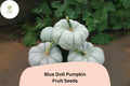 25+ Blue Doll Pumpkin Seeds | Cucurbita maxima | Unique Blue Heirloom Pumpkin for Garden Planting & Fall Displays