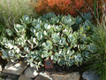 Crassula Arborescens Succulent Cutting | 4-6 Inches | Silver Dollar Plant, Rare Jade Variety, Easy to Root, Live Unrooted Plant