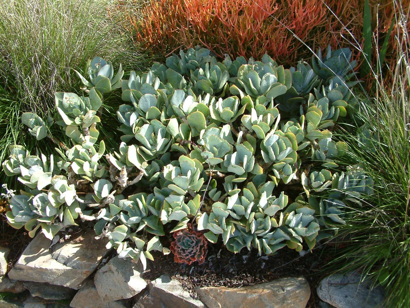 Crassula Arborescens Succulent Cutting | 4-6 Inches | Silver Dollar Plant, Rare Jade Variety, Easy to Root, Live Unrooted Plant