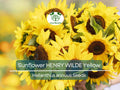 Sunflower Seeds 100 Pack – Henry Wilde Yellow Helianthus annuus, Multiple Blooms, Attracts Pollinators, Non-GMO, Easy to Grow