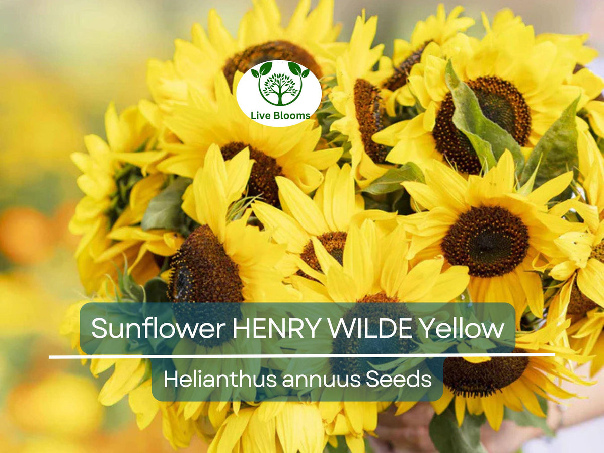 Sunflower Seeds 100 Pack – Henry Wilde Yellow Helianthus annuus, Multiple Blooms, Attracts Pollinators, Non-GMO, Easy to Grow