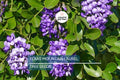 Texas Mountain Laurel Tree Seeds – Fragrant Purple Blooms, Drought Tolerant, Sophora secundiflora, Evergreen Perennial Plant