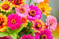 Carrousel Mixed Zinnia Seeds – Heirloom Zinnia elegans with Double 3-4" Blooms for Pollinator & Cut Flower Gardens, USA Grown