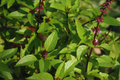 Cinnamon Basil Seeds | NON-GMO Aromatic Herb | Ocimum basilicum 'Cinnamon' for Culinary & Garden Use