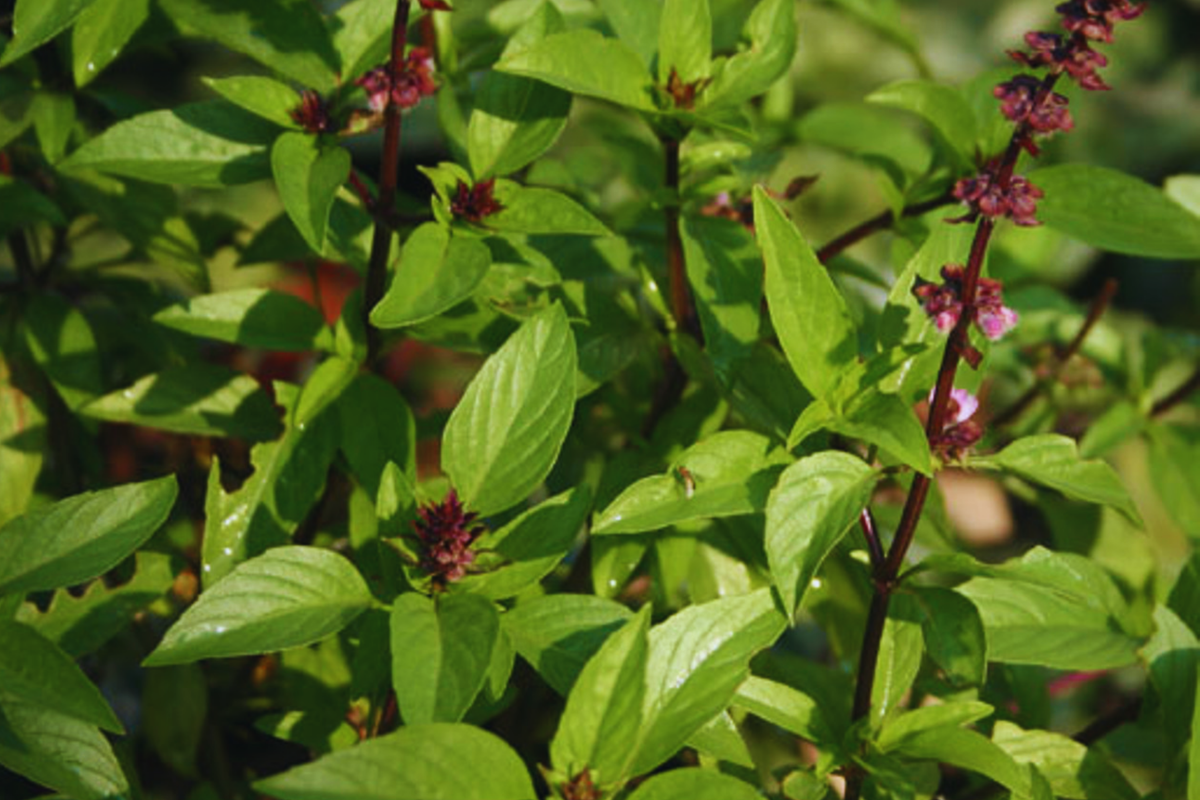 Cinnamon Basil Seeds | NON-GMO Aromatic Herb | Ocimum basilicum 'Cinnamon' for Culinary & Garden Use