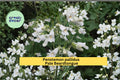 Pale Beardtongue Seeds, Penstemon pallidus, Native Wildflower, Cream Yellow Tubular Blooms, Perennial Garden Plant, 100 Seeds
