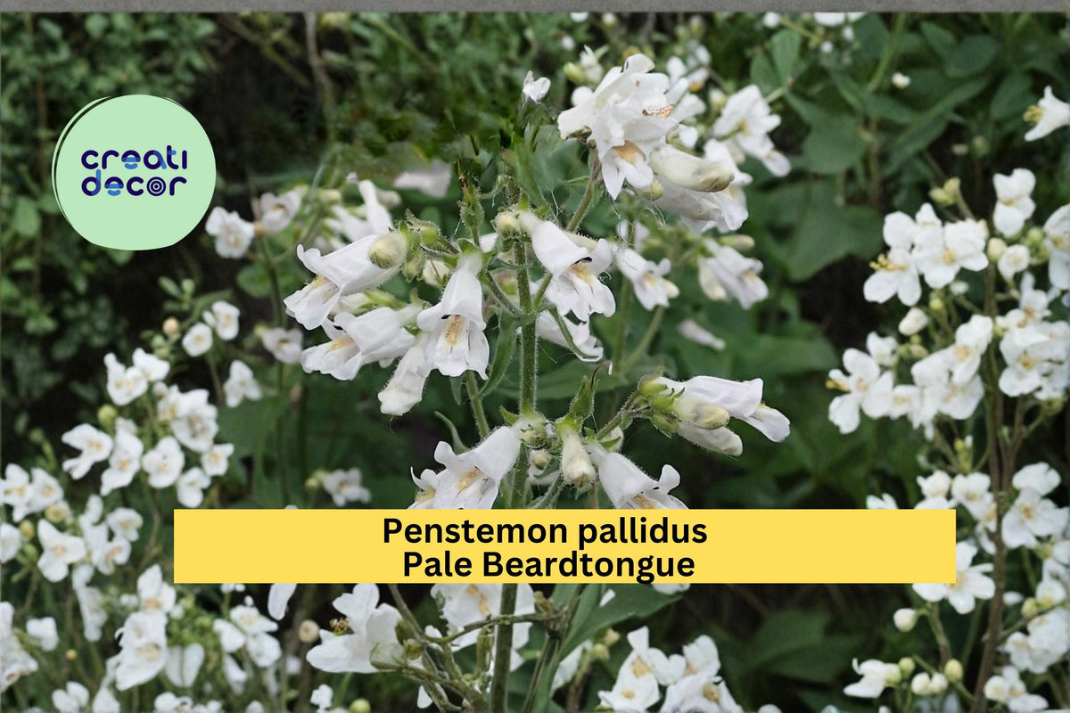 Pale Beardtongue Seeds, Penstemon pallidus, Native Wildflower, Cream Yellow Tubular Blooms, Perennial Garden Plant, 100 Seeds