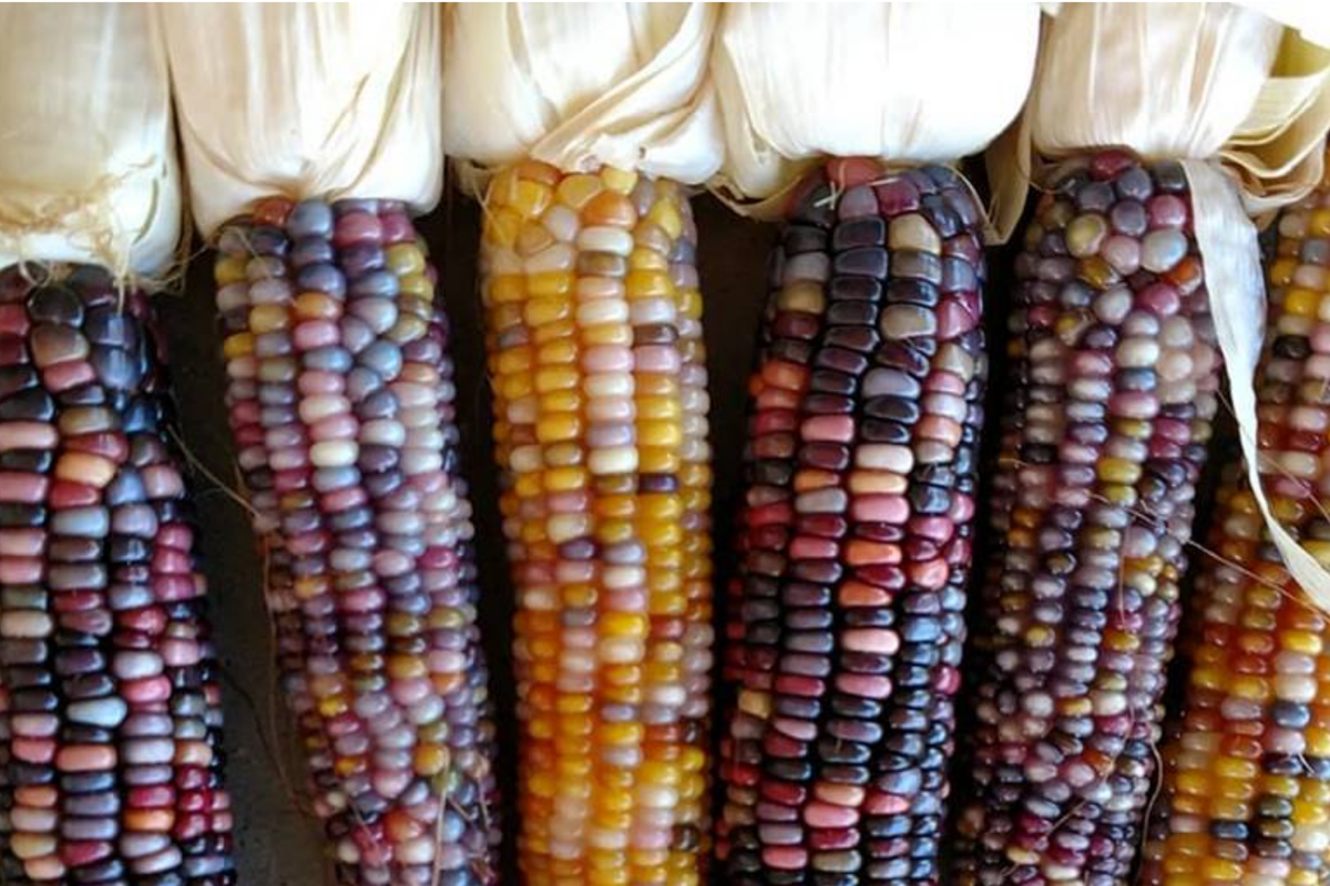Organic Heirloom Sweet White Purple Corn Seeds | NON-GMO Zea mays Sticky Waxy Variety for Gardening