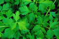 Italian Flat Leaf Parsley Seeds | Non-GMO Herb Garden Seeds | Dark Green Petroselinum crispum | Indoor & Outdoor Growing