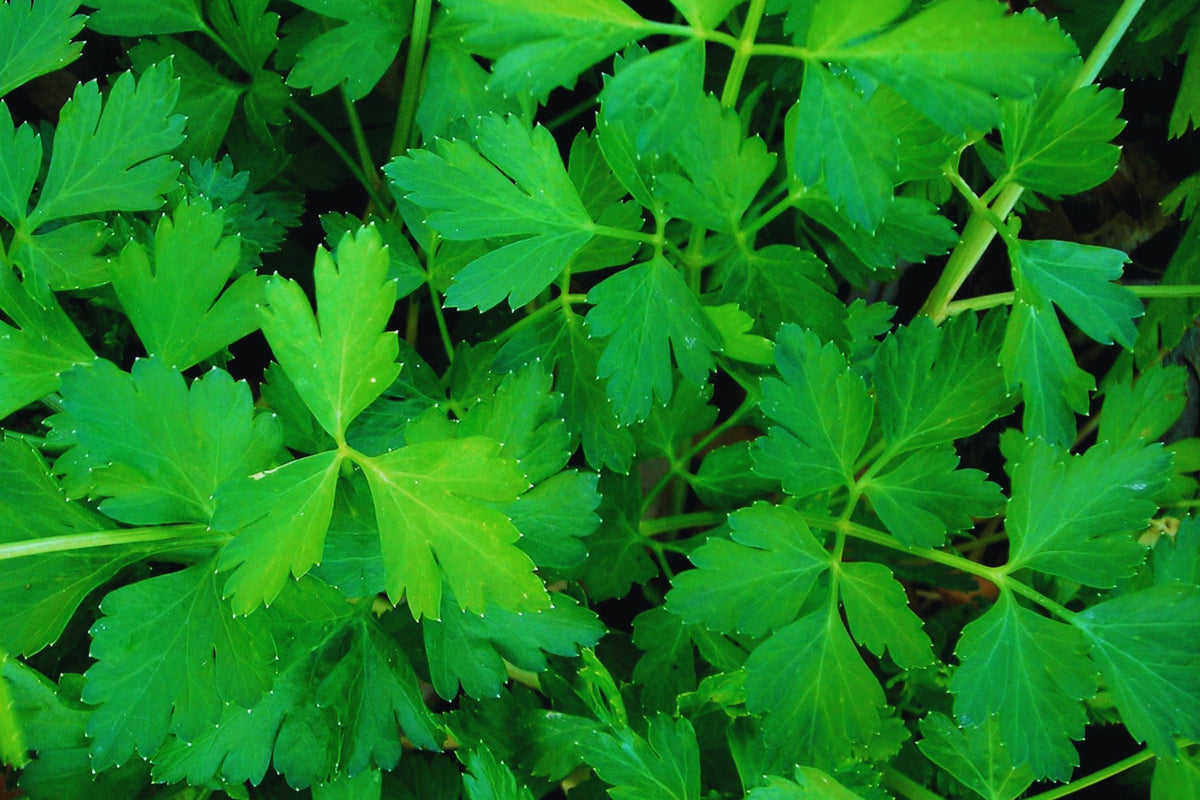 Italian Flat Leaf Parsley Seeds | Non-GMO Herb Garden Seeds | Dark Green Petroselinum crispum | Indoor & Outdoor Growing