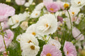 Cupcake Blush Cosmos Seeds - 200+ Pink Double Blooms for Butterfly Garden, Cut Flowers, Easy to Grow, Cosmos bipinnatus, USA Grown