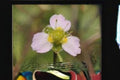 300 Alisma triviale Water Plantain Seeds - Native Aquatic Perennial for Ponds, Wetlands & Rain Gardens