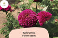 100+ Tudor Zinnia Seeds – Bi-Color Annual Flowers for Garden, Borders & Cut Flowers – Zinnia elegans