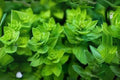Italian Oregano Seeds - Heirloom Culinary Herb for Mediterranean Cooking, Origanum vulgare, 100 Pack
