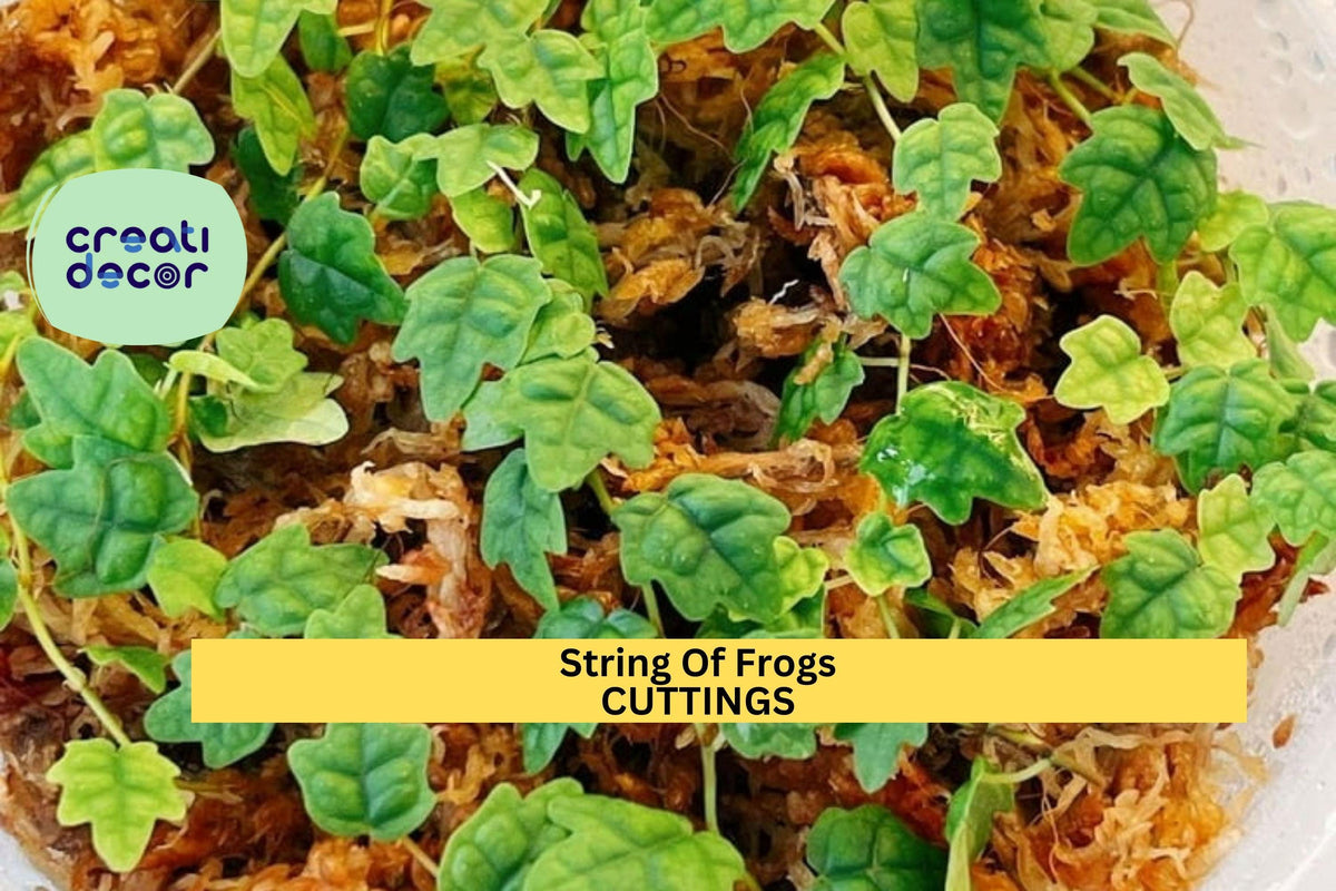 String of Frogs Cutting in Moss Propagation Cup – Trailing Houseplant, Rare Dischidia/Ficus Quercifolia, Live Rooted Plant