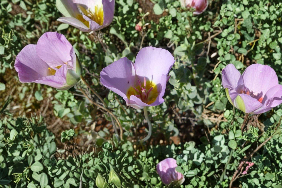 Calochortus flexuosus Winding Mariposa Lily Seeds – Native Western Wildflower, Perennial, Pink-Lavender Flowers