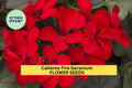 Caliente Fire Geranium Seeds – Bright Red Blooms, Heat-Tolerant Annual for Pots, Borders & Hanging Baskets – Pelargonium interspecific