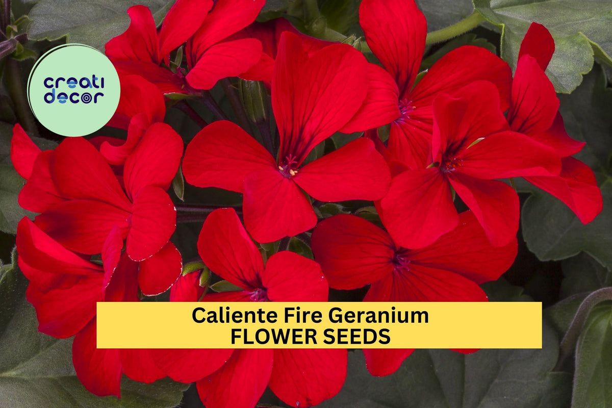 Caliente Fire Geranium Seeds – Bright Red Blooms, Heat-Tolerant Annual for Pots, Borders & Hanging Baskets – Pelargonium interspecific