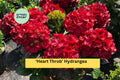 Heart Throb Hydrangea Live Rooted Starter Plant – Red Blooms, Ornamental Shrub, Hydrangea macrophylla
