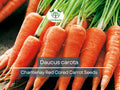 800 Seeds Chantenay Red Cored Carrot Daucus carota Heirloom Short Root for Gardening, Cooking & Juicing