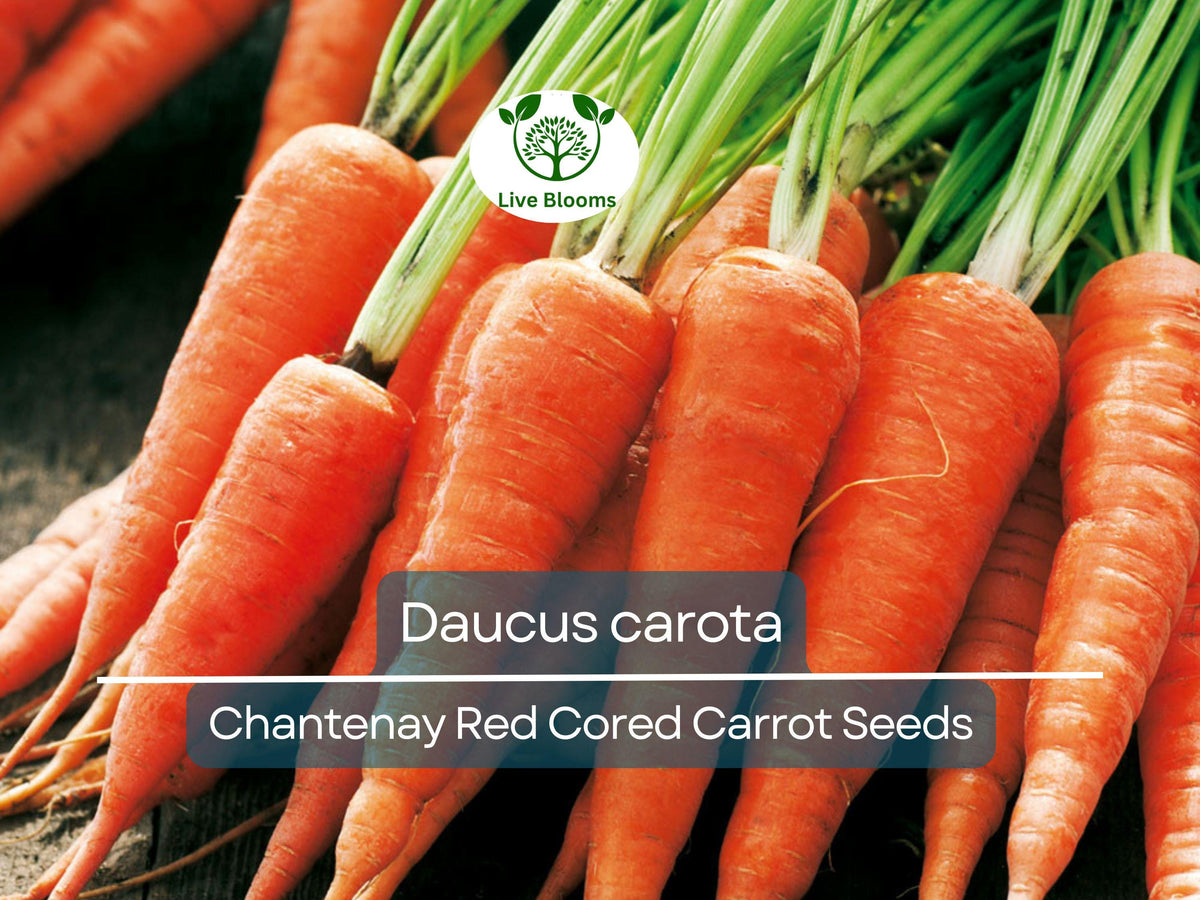 800 Seeds Chantenay Red Cored Carrot Daucus carota Heirloom Short Root for Gardening, Cooking & Juicing