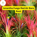 5 Bare Root Ionantha Fuego Red Air Plants – Exotic, Low Maintenance Tillandsia, Indoor Decor, Vibrant Red & Green Color