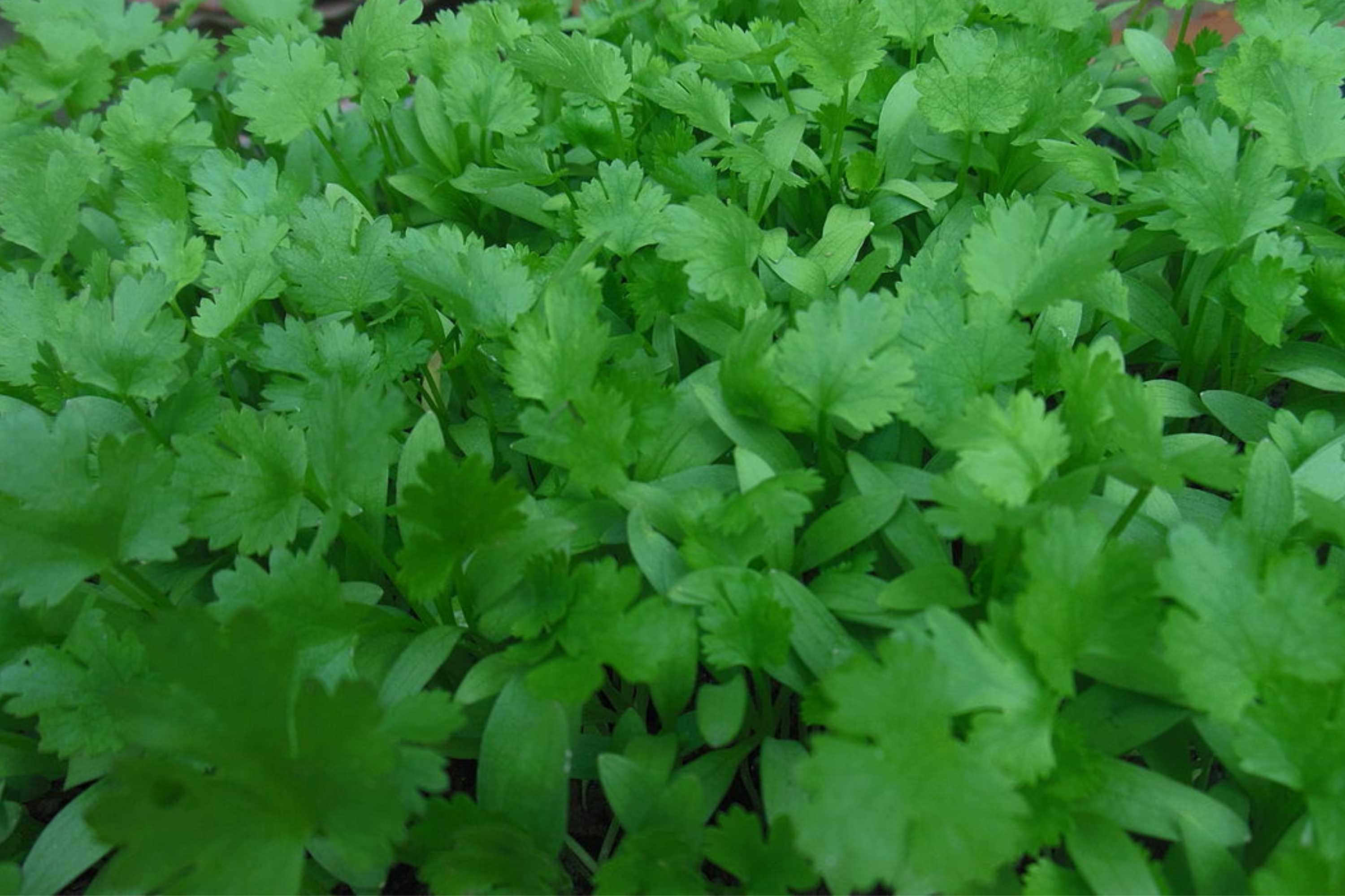 Cilantro Seeds 500+ Non-GMO Coriander Seeds for Culinary Herb, Coriandrum sativum, Fresh Flavor, Easy to Grow