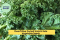 Dwarf Blue Curled Scotch Kale Seeds – 3 Pack, Cold Hardy, Blue-Green Leaves, Brassica Oleracea, Leafy Green for Cooking & Juicing