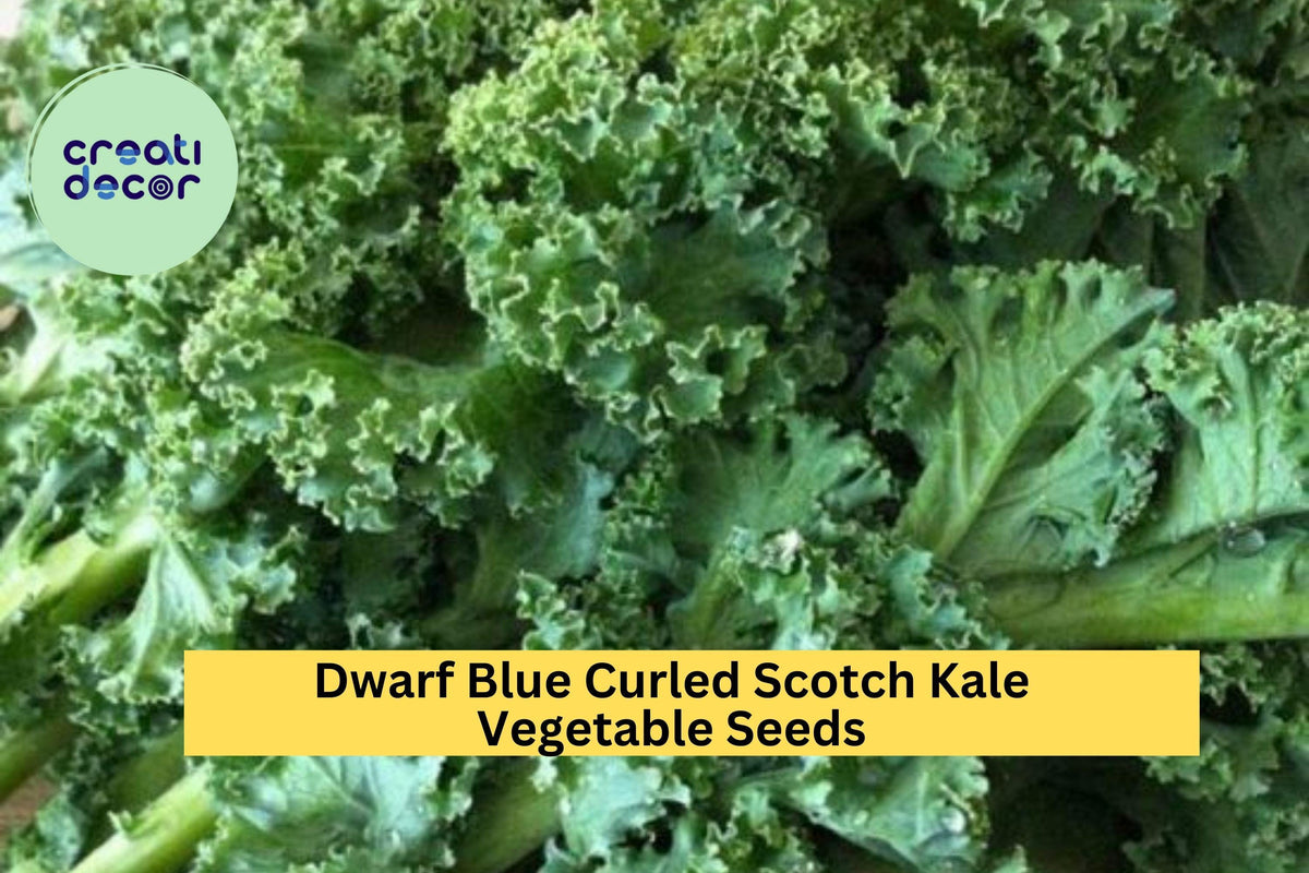 Dwarf Blue Curled Scotch Kale Seeds – 3 Pack, Cold Hardy, Blue-Green Leaves, Brassica Oleracea, Leafy Green for Cooking & Juicing